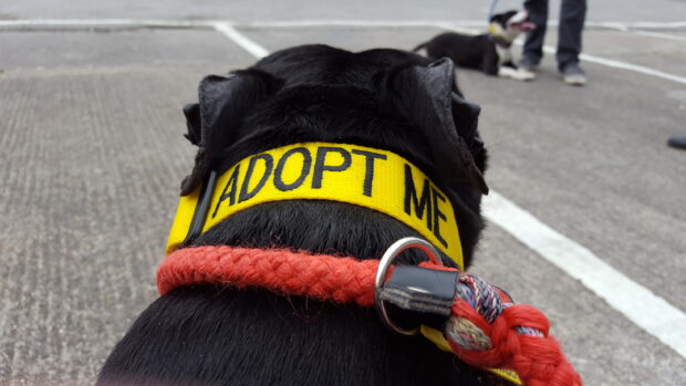 Cooper the dog with an 'adopt me' collar.