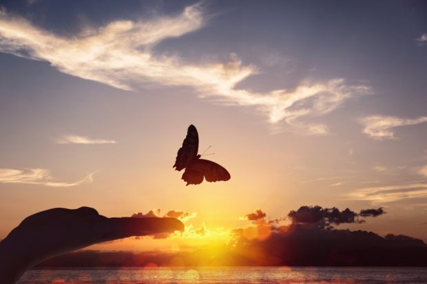 A butterfly at sunset.