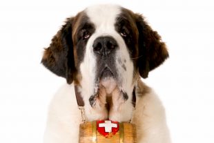 A St Bernard rescue dog against a white background.
