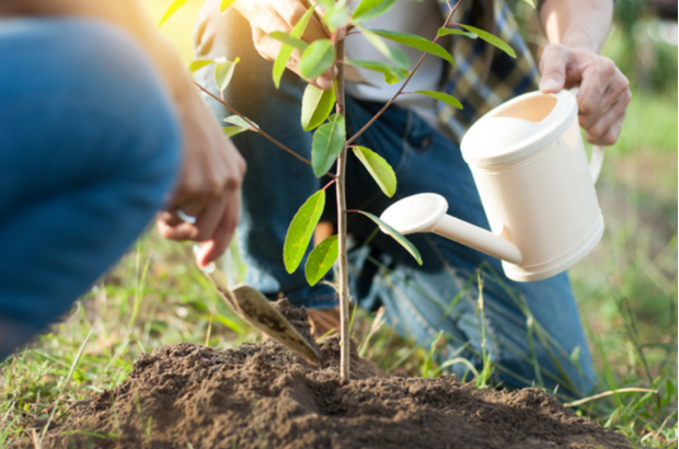 People planting a tree